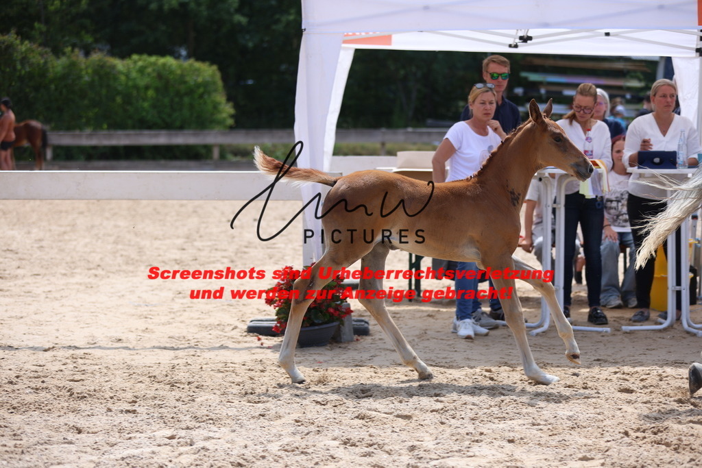 Fohlenschau_Schwäbisch_Hall_springbetonte_Fohlen_KN 27_9 | lmwpictures - Realisiert mit Pictrs.com