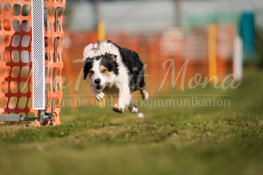 20250928_Hunderennen-426 | MuT (Mensch und Tier) mit Mona - Fotografie und Tierkommunikation - Realisiert mit Pictrs.com