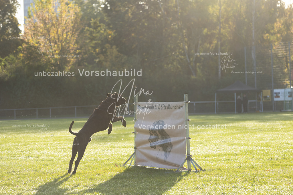 _16A6169 | Einzigartige Fotos von Hunden & Menschen –Actionfotos, Portraits, Vereinsaufnahmen & Paarshootings – authentisch, lebendig & mit Herz.