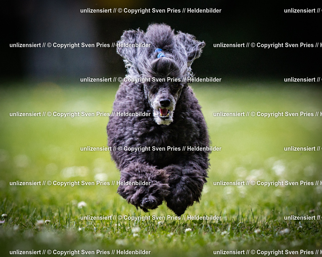 Sven Pries | 2025-05-29 - Pudelrennen KA-Durlach - Realisiert mit Pictrs.com