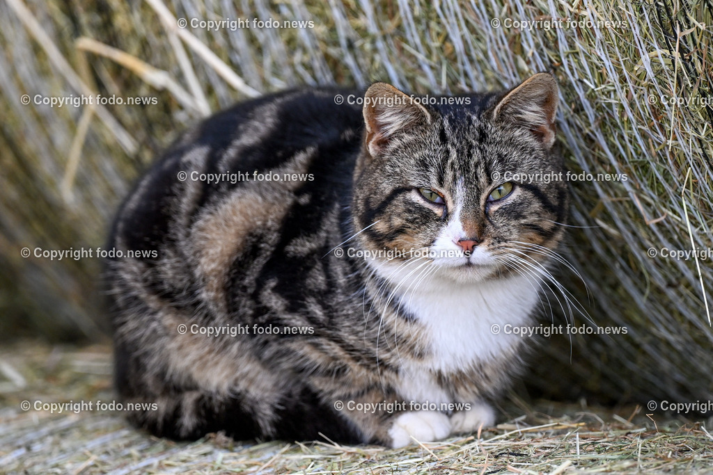 Gnadenhof Wiesmayrgut_ Tiere_ Gunskirchen_ 06.03.2024-17 | 06.03.2024, Gunskirchen, AUT, Gnadenhof Wiesmayrgut, Familie Fuchsberger, Bauernhof, im Bild Landwirtschaft, Lebenshof, Tierasyl, Tiere, Huehner, Hühner, Hennen, Haehne, Hahn, Hähne, Pony, Esel, Katze, Katzen, Kater, Lama, Haustiere, Wildtiere, Nutztiere, Tierheim, Tierschutz