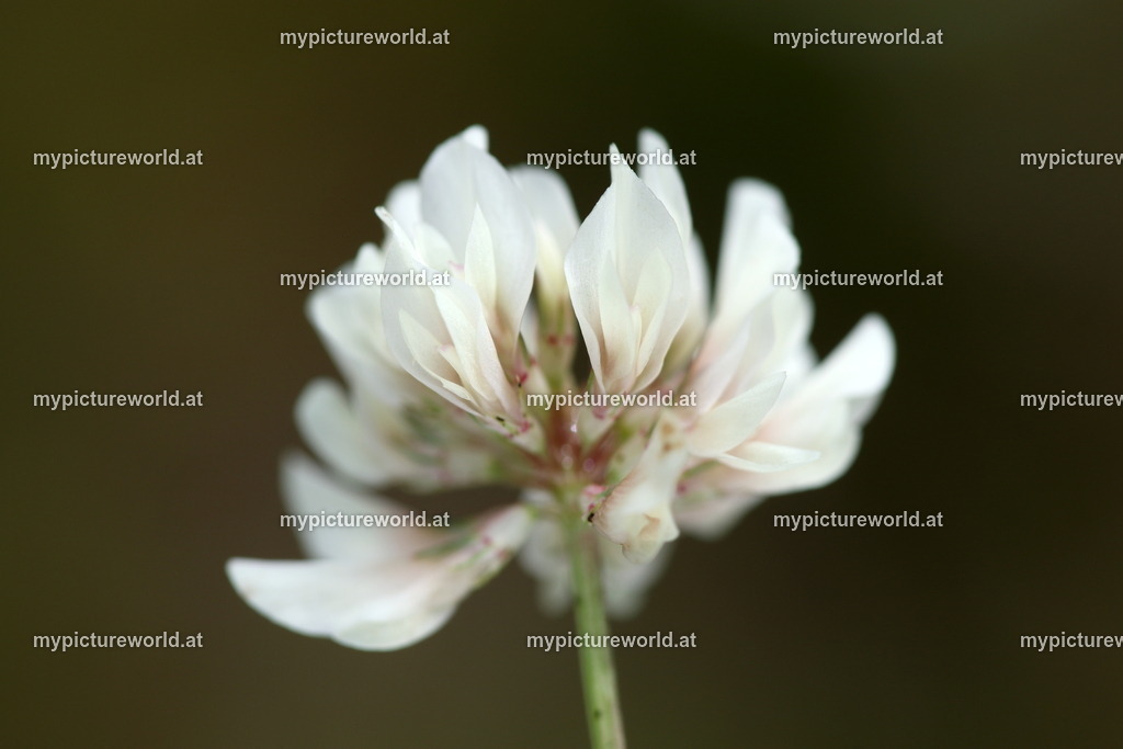 Weißklee-003 | Das Bilderarchiv über Tiere, Planzen und Landschaften. In der Bilddatenbank finden Sie ein große Auswahl an hochwertigen Bilder für Ihre Werbung - Realized with Pictrs.com