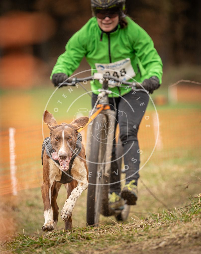 DV3A1591 | Hundefotografie, Tierfotograf, Pfotenfotografie, Fotoshooting Hund, Hunde Portrait, Hundesport, Hundeportraits, Heideshooting, Hunde, Sportfotograf, Hundefotograf, Turnierhundsport, THS,  - Realisiert mit Pictrs.com