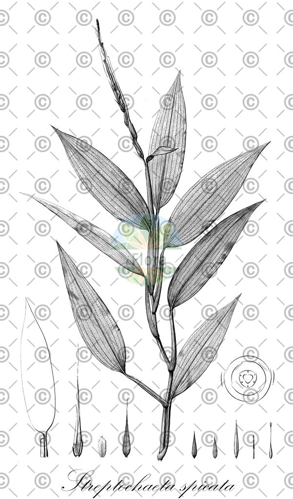 HistAbb_wfo-0000903204_1_ENZY_Simple | Historische Abbildung von Streptochaeta spicata - Poaceae | Historical Illustration of Streptochaeta spicata - Poaceae