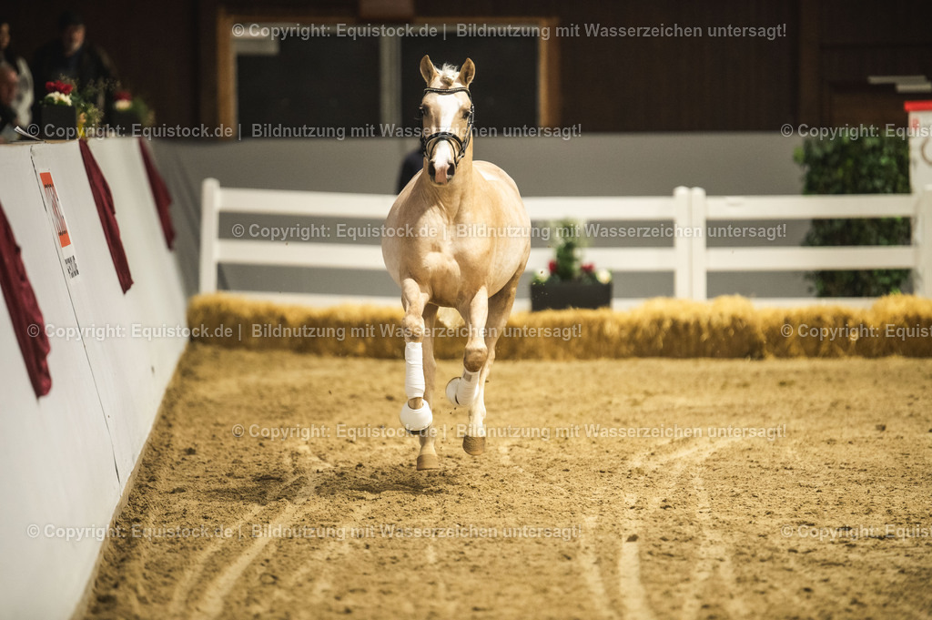 20240302_Hengstvorstellung_Marbach_TOMsPiC_0845 | equistock