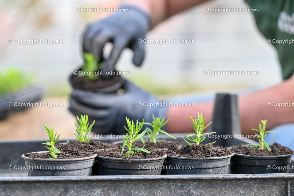 Biohof Berner_ Pupping_ 28.02.2023-14 | 28.02.2023, Pupping, AUT, Biohof Berner, im Bild André Berner (Biobauer) beim pflanzen von Rosmarienstecklingen