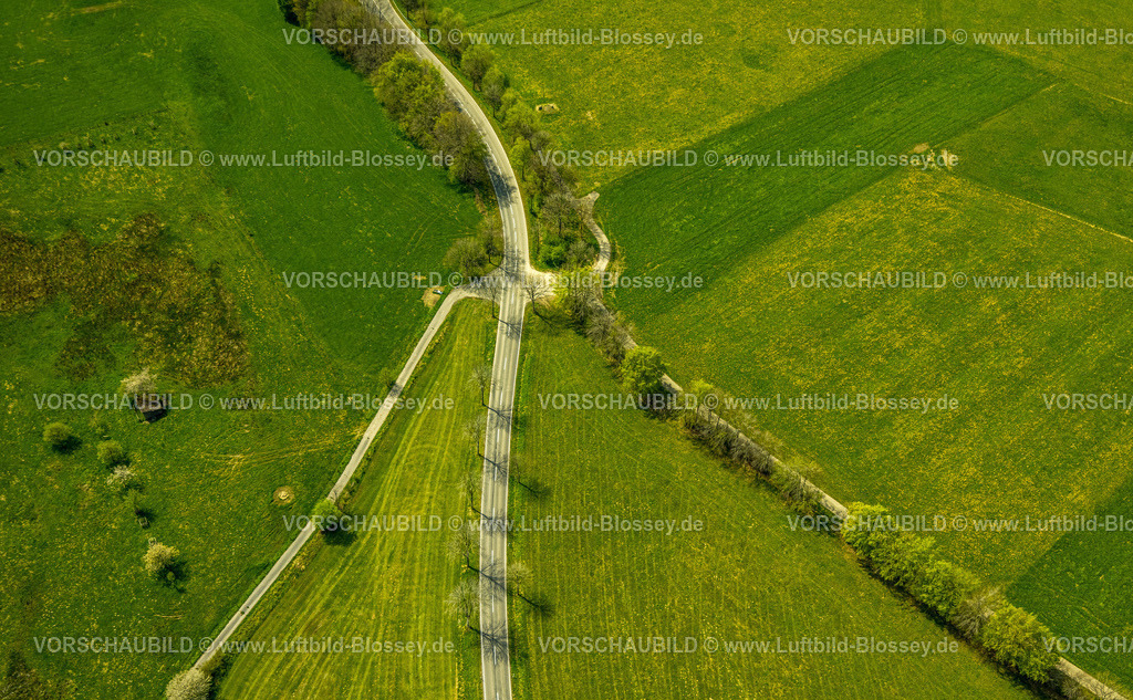Monschau240502294 | Luftbild, Wiesen und Felder mit Narzissenblüte, Wegkreuzung und Baumallee an der Schleidener Straße und Schafstrift, Formen und Farben, Höfen, Monschau, Nordrhein-Westfalen, Deutschland