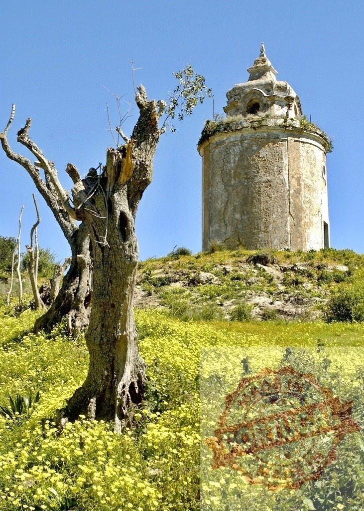 Dead tree regenerating near ancient chapel in spring landscape | Old tree with new growth standing in a field of yellow flowers near a historic ruin - Realized with Pictrs.com