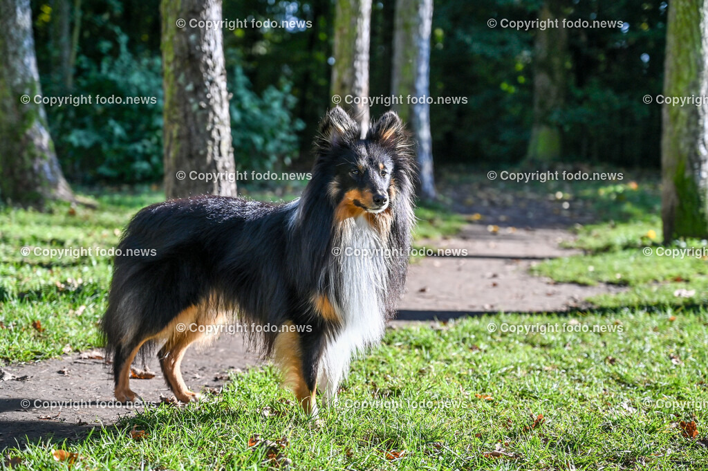 Hund_ Hunde_ 18.10.2021-10 | 18.10.2021, Linz, AUT, Hund, Hunde, im Bild Hund, Hunde, spazieren, Freilaufzone, Spazierweg, Arrigo und Luigi