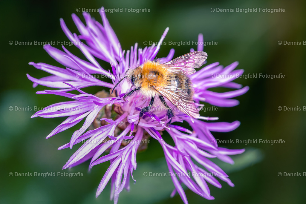 Hummel 1 | Entdecken Sie Natur, Makro und Tierfotografie von Dennis Bergfeld.Besondere Momente und Details der Natur, hochwertig als Foto und Wandbild erhältlich. - Realisiert mit Pictrs.com