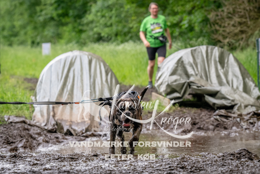 1526_ZZ93467 | kk-dogfotos