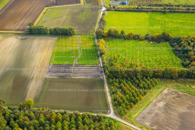 Hamm241015210 | Luftbild, Auf dem Südfelde Baumanpflanzung Wiesen und Felder, Uentrop, Hamm, Ruhrgebiet, Nordrhein-Westfalen, Deutschland