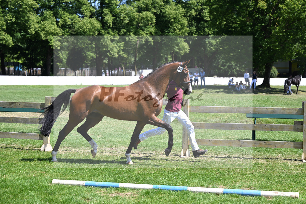Kat-Nr. 42 Welfenbluete v. Franz Joseph Junior_Schindele_19250805 | hf-fotografie - Realizzato con Pictrs.com