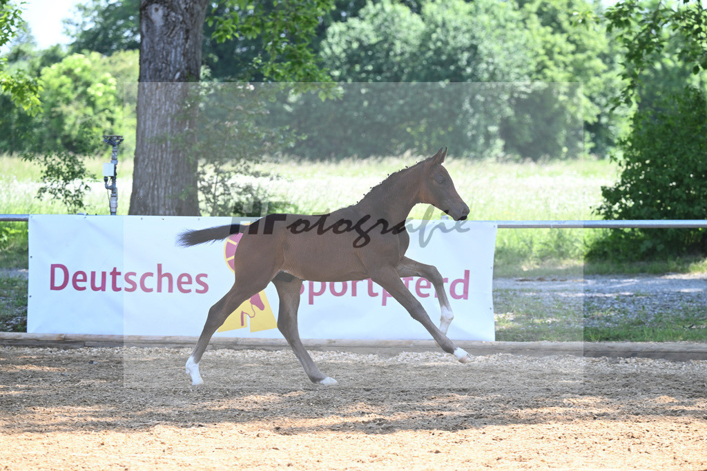 Kat-Nr. 25 HF Follow Hims Schoenweide_Mayr_14230348 | hf-fotografie - Realisiert mit Pictrs.com