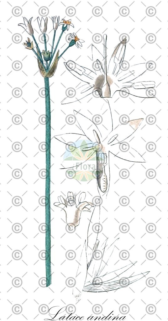 HistAbb_wfo-0000224066_1_ENZY_Simple | Historische Abbildung von Latace andina - Amaryllidaceae | Historical Illustration of Latace andina - Amaryllidaceae