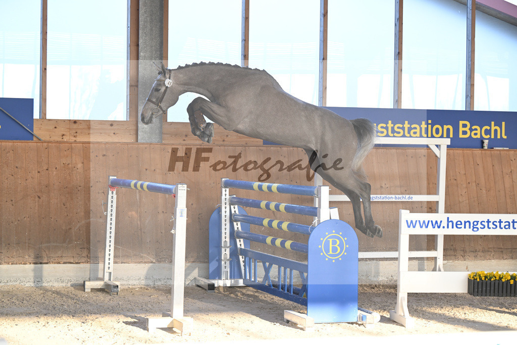 Kat-Nr. 40 Earendel PMZ v. Eldorado v d Zeshoek_Pobitzer_14262230 | hf-fotografie - Realisiert mit Pictrs.com