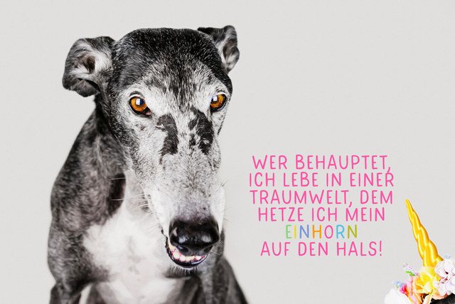 Nico lebt nicht in einer Traumwelt | "Wer behauptet, ich lebe in einer Traumwelt, dem hetze ich mein Einhorn auf den Hals!"
