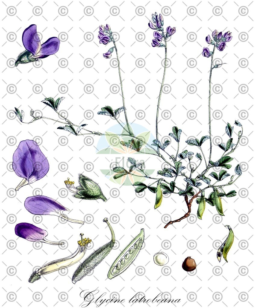 HistAbb_wfo-0000704558_1_ENZY_Simple | Historische Abbildung von Glycine latrobeana - Fabaceae | Historical Illustration of Glycine latrobeana - Fabaceae