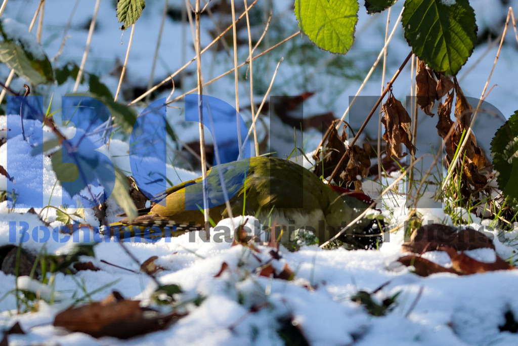 Gruener Specht {date} -  | {headline}



(Foto: Sebastian Sendlak / BOND)

 - Realisiert mit Pictrs.com