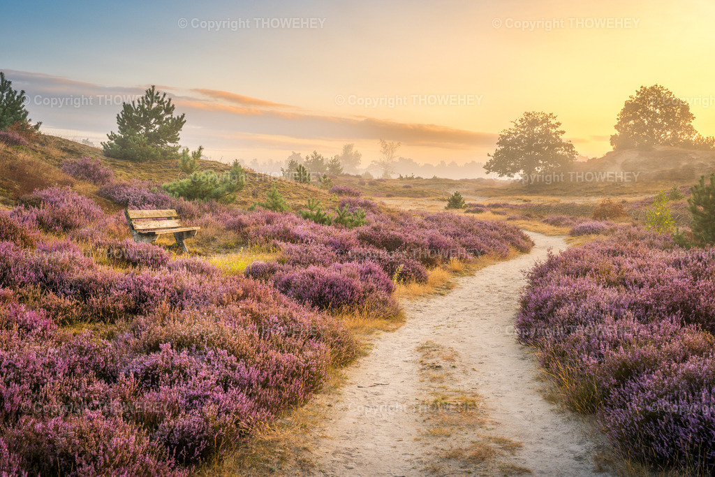 _1092681 | Heide in den Niederlanden - Realisiert mit Pictrs.com