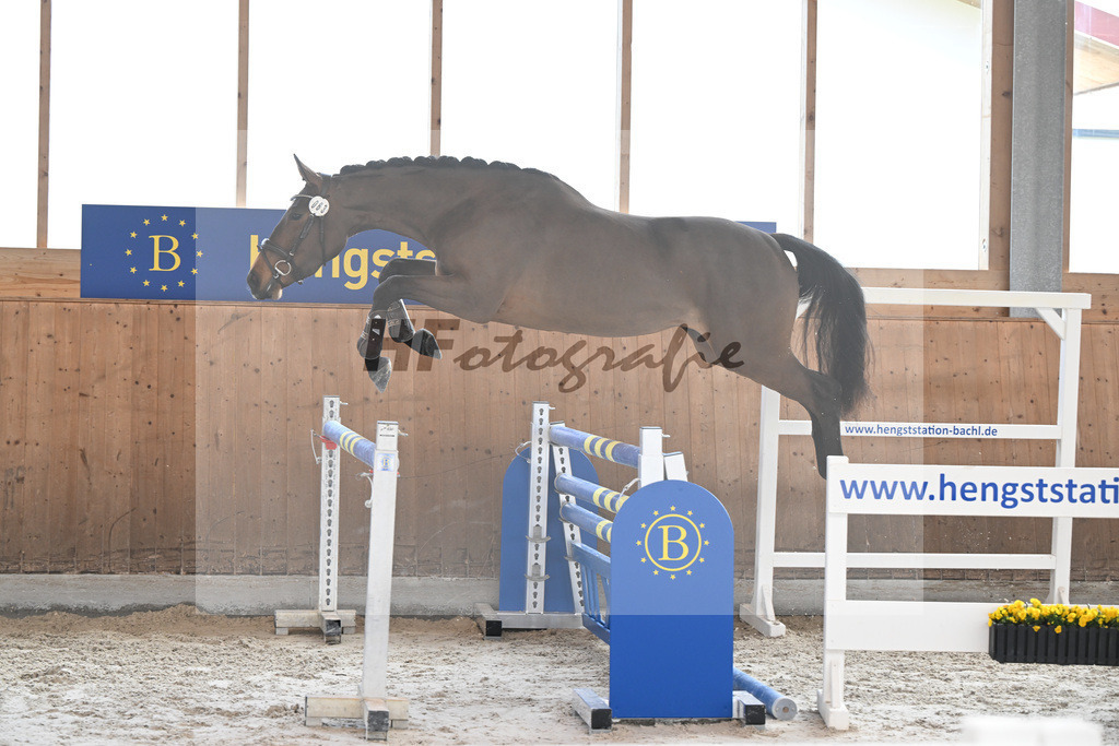 Kat-Nr. 63 Kelly du Tillard v. Aganix Du Seigneur_Keitel_14260382 | hf-fotografie - Realizzato con Pictrs.com