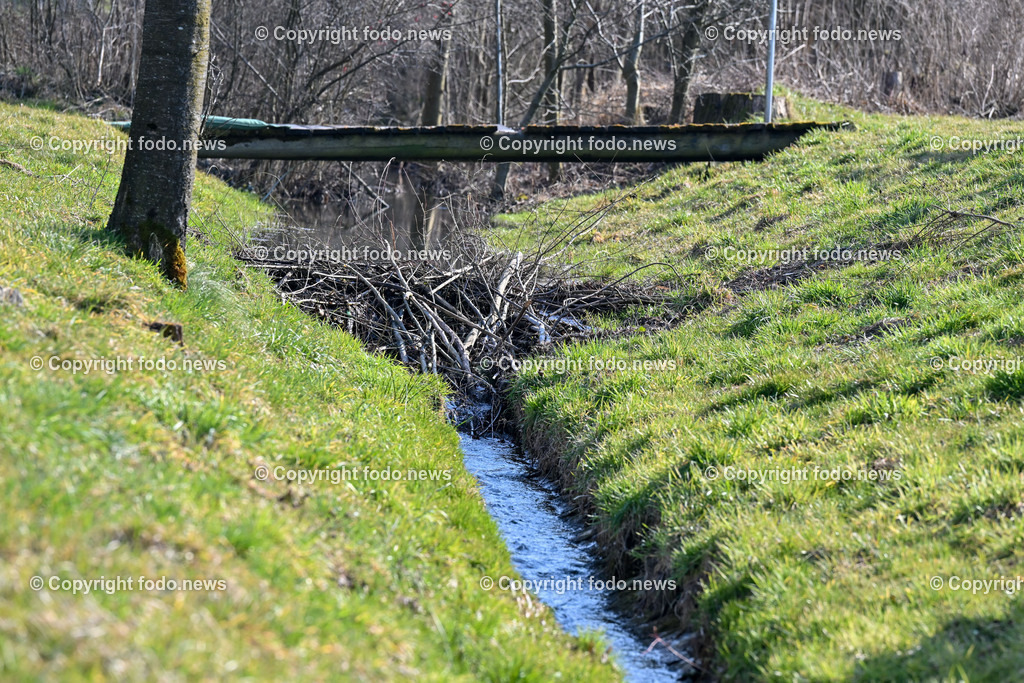 Katzing_ Dörnbach_ Biberdamm_ 07.03.2023-2 | 07.03.2023, Doernbach, AUT, Katzing, Doernbach, Biberdamm, im Bild Biberdamm 1