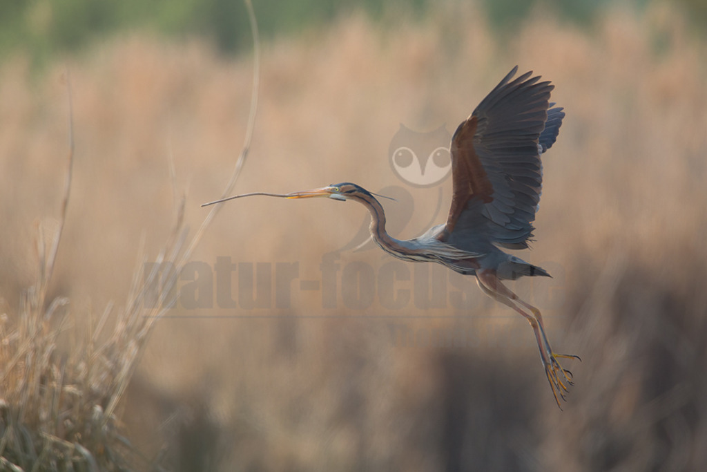 20170408-NFOC7111 | Der Purpurreiher ist eine Vogelart aus der Familie der Reiher. Zurzeit wird die Art als nicht gefährdet auf der IUCN Roten Liste geführt. Habitatsverluste lassen die Zahlen allerdings langsam zurückgehen.  - Realisiert mit Pictrs.com