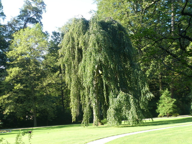 Trauerbuche 1 | Verkauf von Fotos und  Videoclips zumThema Natur.Motive sind Pflanzen, Tiere, Landschaftenund Wetter - Realisiert mit Pictrs.com
