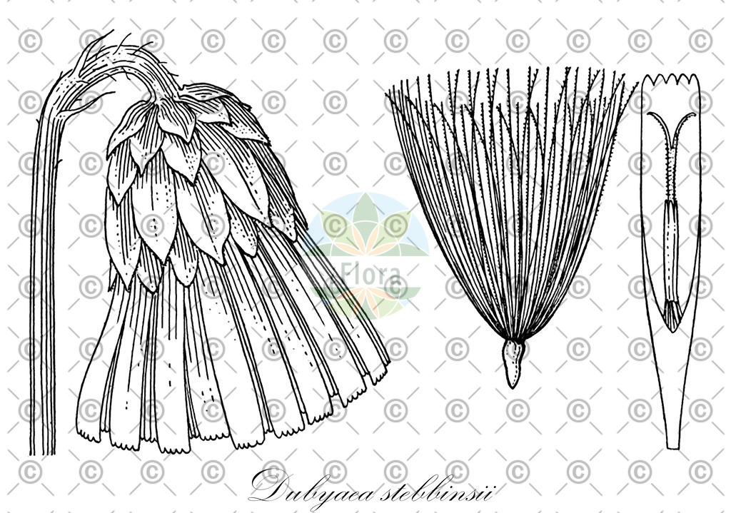HistAbb_wfo-0000657662_1_ENZY_Simple | Historische Abbildung von Dubyaea stebbinsii - Asteraceae | Historical Illustration of Dubyaea stebbinsii - Asteraceae