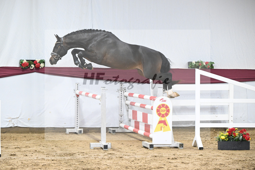 Kat-Nr. 75 Diro x Cornado I_Matthias Schlamminger_47252670 | hf-fotografie - Realisiert mit Pictrs.com