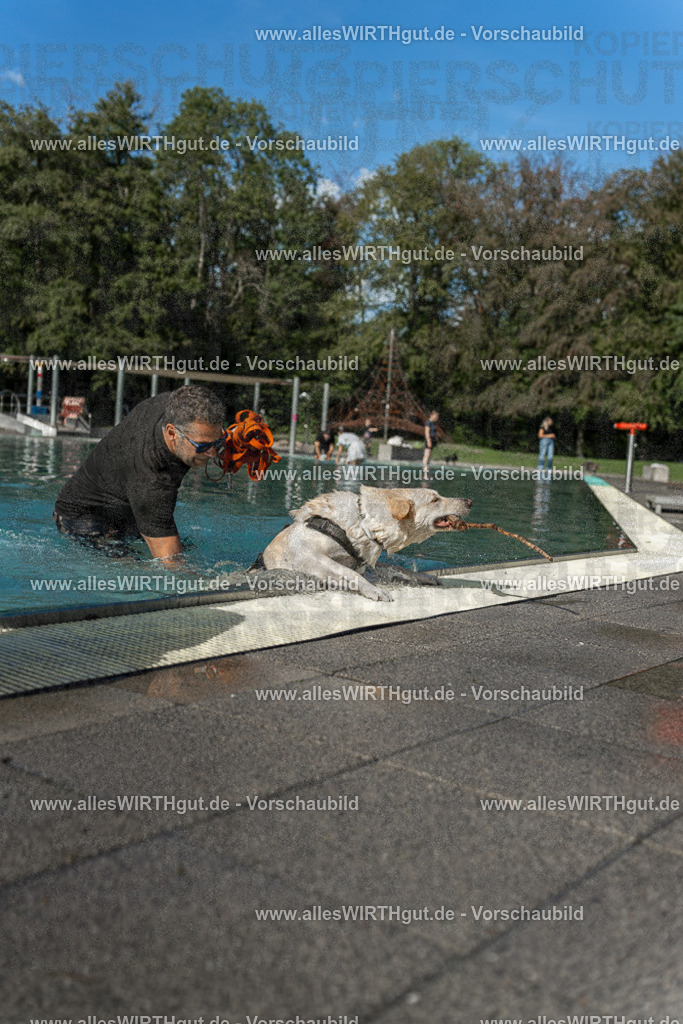 Hundeschwimmen_Volksbad_2026-allesWIRTHgut_Tierfotografie-2609061547-7R501879 | Professionelle Tierfotografie in Mönchengladbach von Daniel Wirth (allesWIRTHgut). Liebevolle & natürliche Bilder von Hunden & Katzen für unvergessliche Erinnerungen.