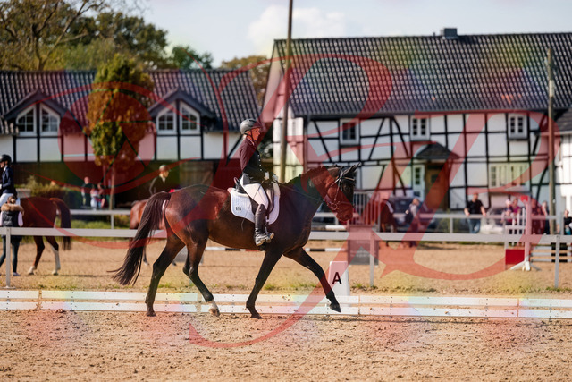 2026_10_03_Siefer-Hof_133611_Z63_96183842 | Professionelle Reitsport-, Turnier- und Eventfotografie von Robert Broda. Galerien mit ausgewählten und bearbeiteten Bildern direkt online ansehen und bestellen.