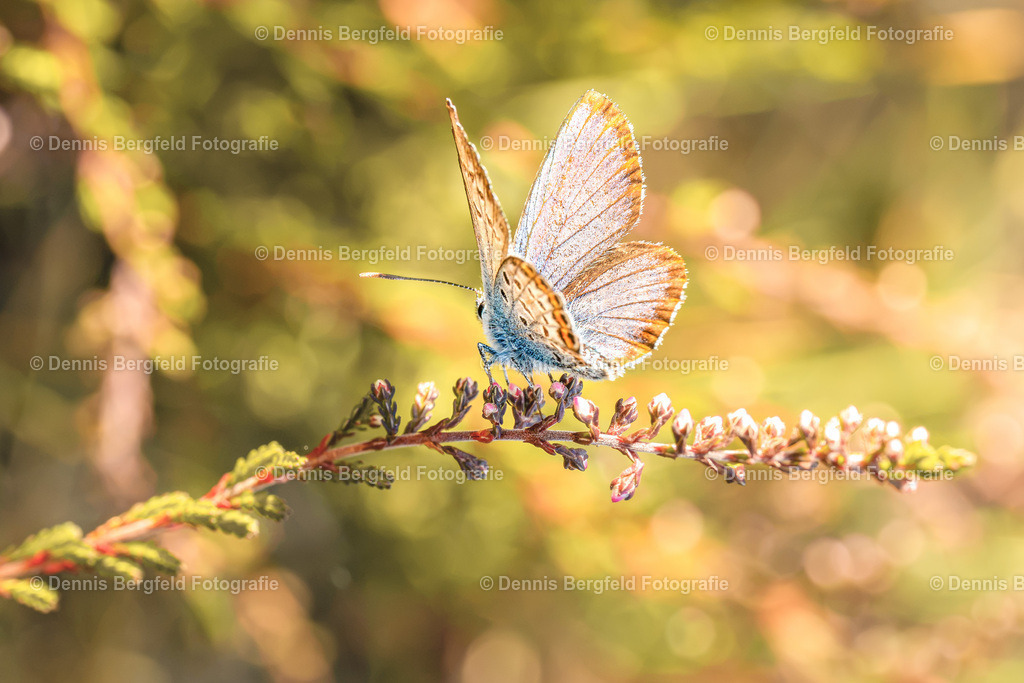 Schmetterling 8 | Entdecken Sie Natur, Makro und Tierfotografie von Dennis Bergfeld.Besondere Momente und Details der Natur, hochwertig als Foto und Wandbild erhältlich. - Realisiert mit Pictrs.com