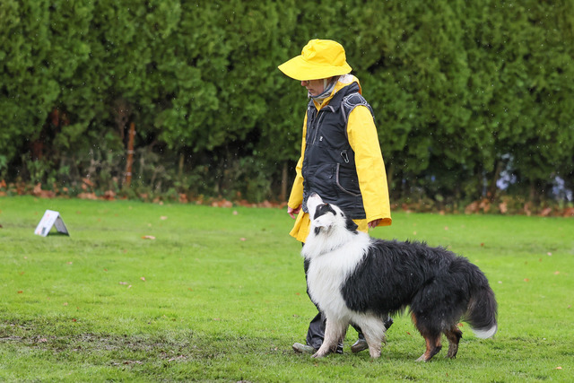 2025_Rally_Obedience_SM-273 | Ich fotografiere Hundeausstellungen, Sportanlässe, Zuchtstätten, Hundezucht, Hundeportrait, Lagotto - Realisiert mit Pictrs.com
