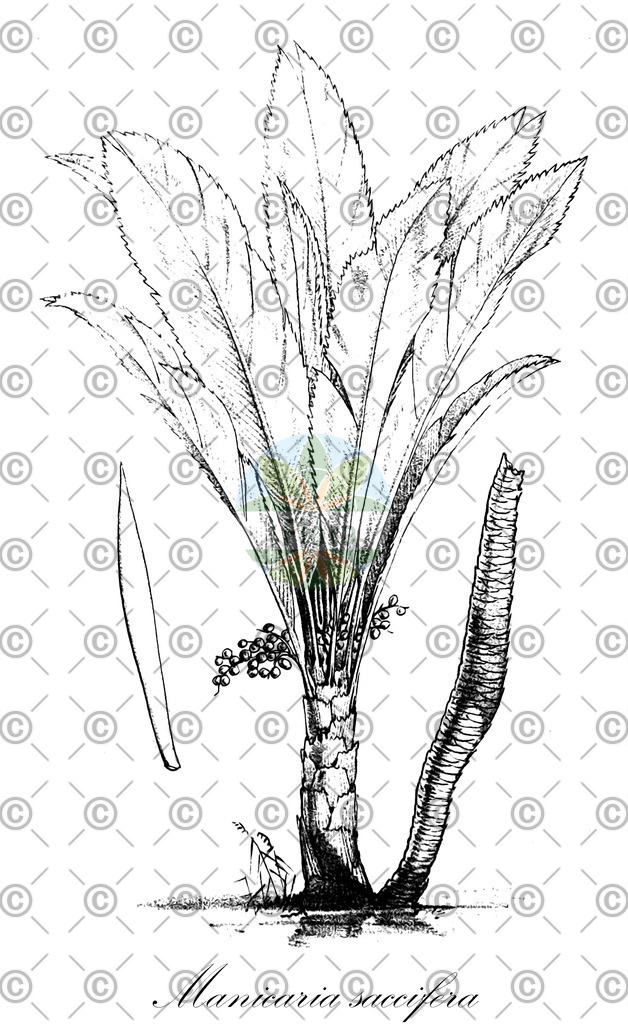 HistAbb_wfo-0000235995_1_ENZY_Simple | Historische Abbildung von Manicaria saccifera - Arecaceae | Historical Illustration of Manicaria saccifera - Arecaceae