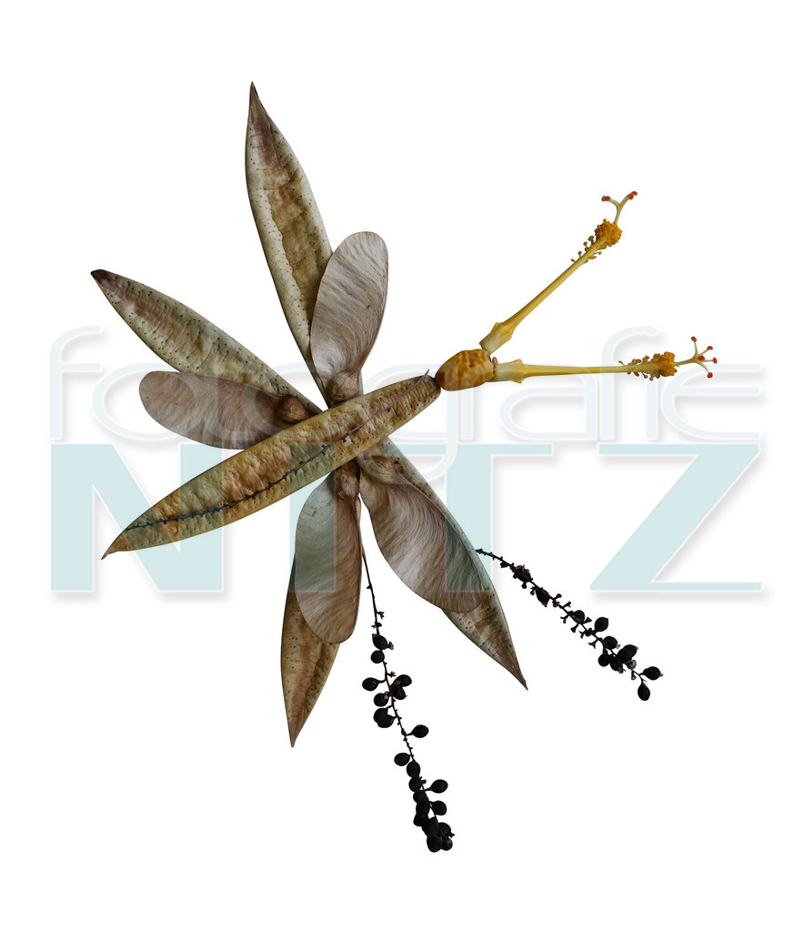 61 | Nitz Fotografie aus Montabaur bietet Ihnen hier die Möglichkeit Bilder auszusuchen und zu bestellen. 