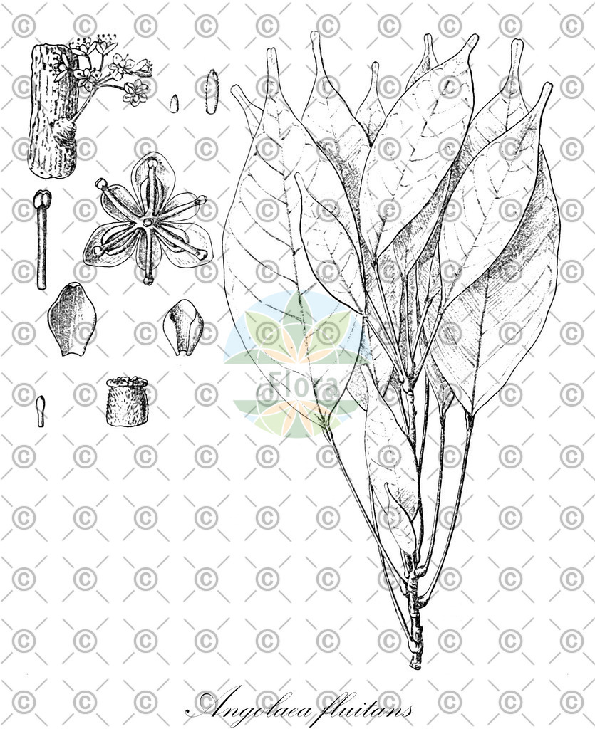 HistAbb_wfo-0000536542_139_ENZY_Simple | Historische Abbildung von Angolaea fluitans - Podostemaceae | Historical Illustration of Angolaea fluitans - Podostemaceae
