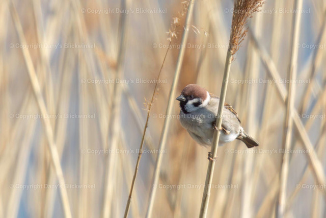 2019121 | Tierfotografie, Tierkalender, Tierbilder, Insekten, Spinnen, Vögel, Schmetterling, Libellen, Leinwand, Colorkey, Qualität, Geschenkartikel, Geschenk - Realisiert mit Pictrs.com