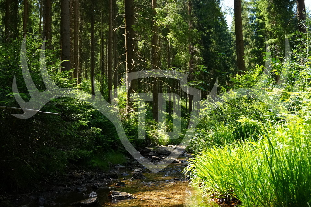 FC101437 | Fotogalerie der Treibjagd im Dunkelwald - Dein MTB Etappenrennen im Erzgebirge - Realisiert mit Pictrs.com