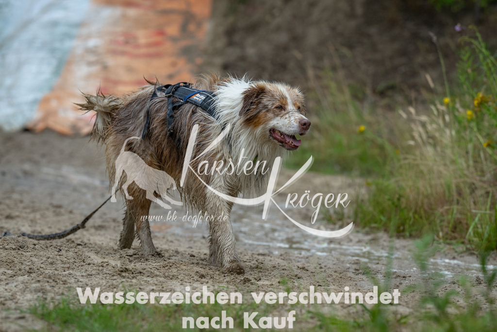 1403_ZZ90826 | kk-dogfotos
