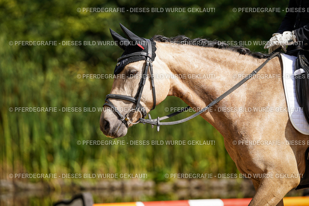 DSC06843 | Pferdegrafie