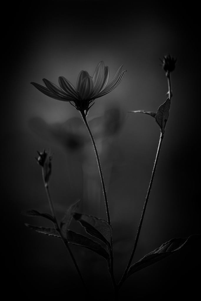 2025_08_23_SH-HIMMELMOOR_MCP1724 sw | Hochwertig gedruckte Fotografien für die Wand, als Kalender und zum Verschenken. Hamburg & Norddeutschland und überall wo ich mit der Kamera unterwegs war.