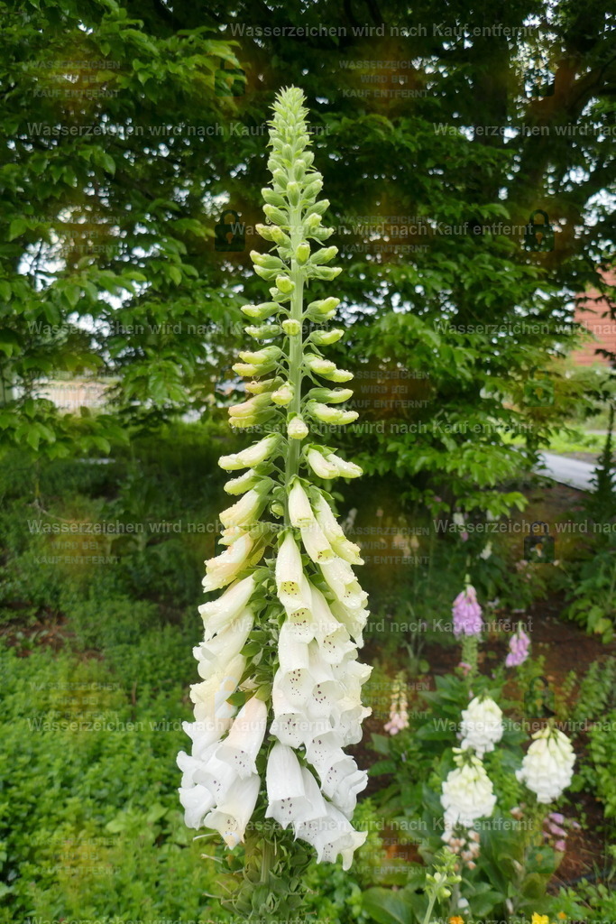 P1110022 | Fotoseite Wolkenblende - Das Hobby fotografieren begleitet mich schon  viele  Jahre. Auf den nächsten Seiten zeige ich ein paar Schnappschüsse der letzten Jahre und es kommen immer neue hinzu. Schau einfach mal rein. - Realisiert mit Pictrs.com