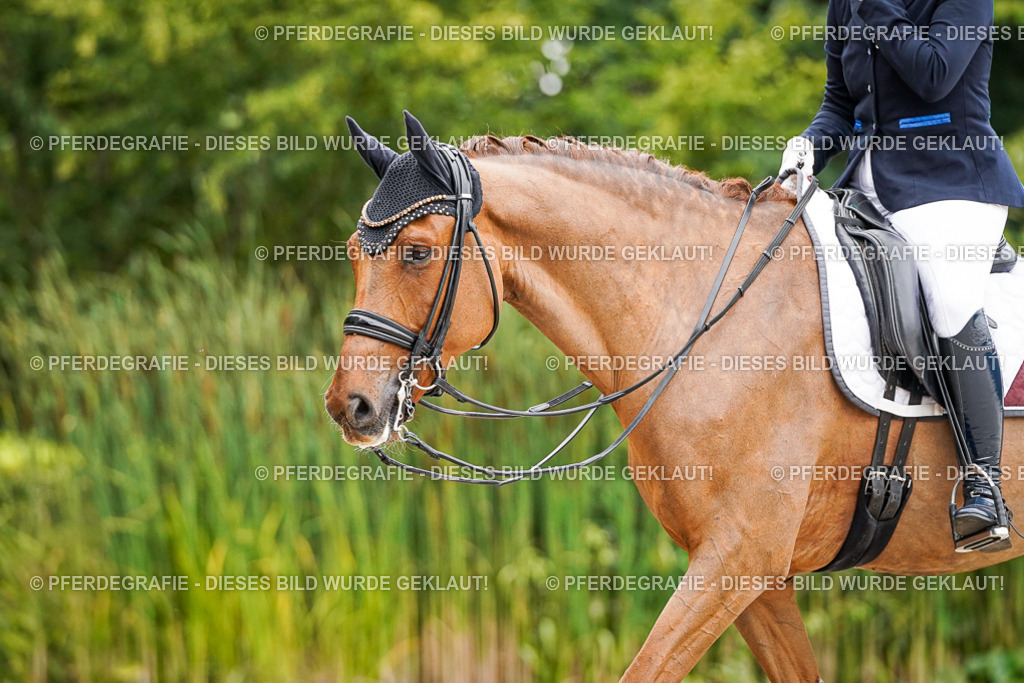 DSC07561 | Pferdegrafie