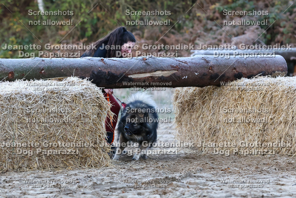 Dog Paparazzi - Strongdog 10-25-188 | Dog Paparazzi Jeanette Grottendiek Fotografie & Videografie - Realisiert mit Pictrs.com