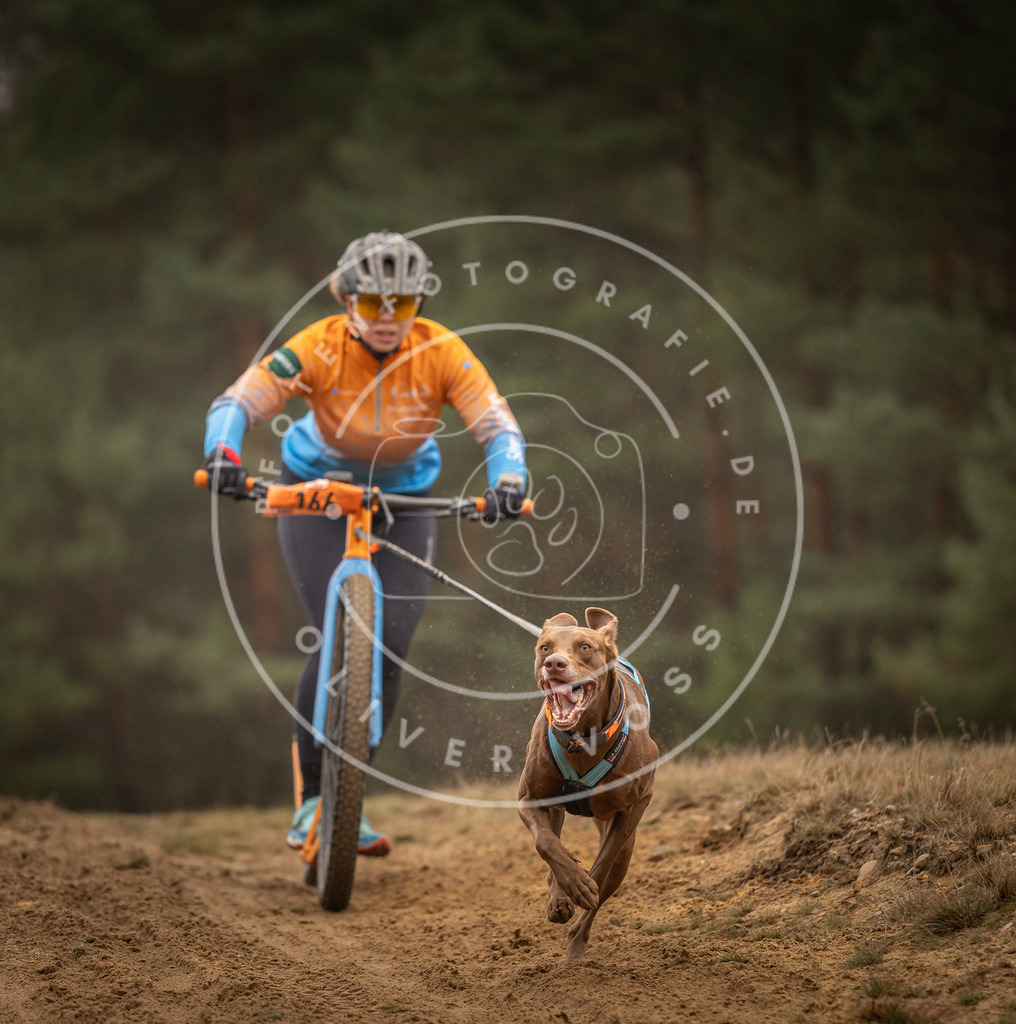 Pfotenfotografie_DV3A4408 | Hundefotografie, Tierfotograf, Pfotenfotografie, Fotoshooting Hund, Hunde Portrait, Hundesport, Hundeportraits, Heideshooting, Hunde, Sportfotograf, Hundefotograf, Turnierhundsport, THS,  - Realisiert mit Pictrs.com