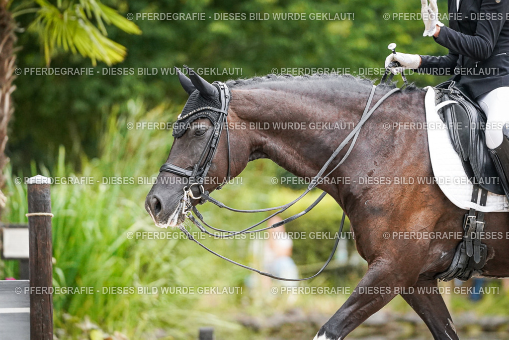 DSC09115 | Pferdegrafie