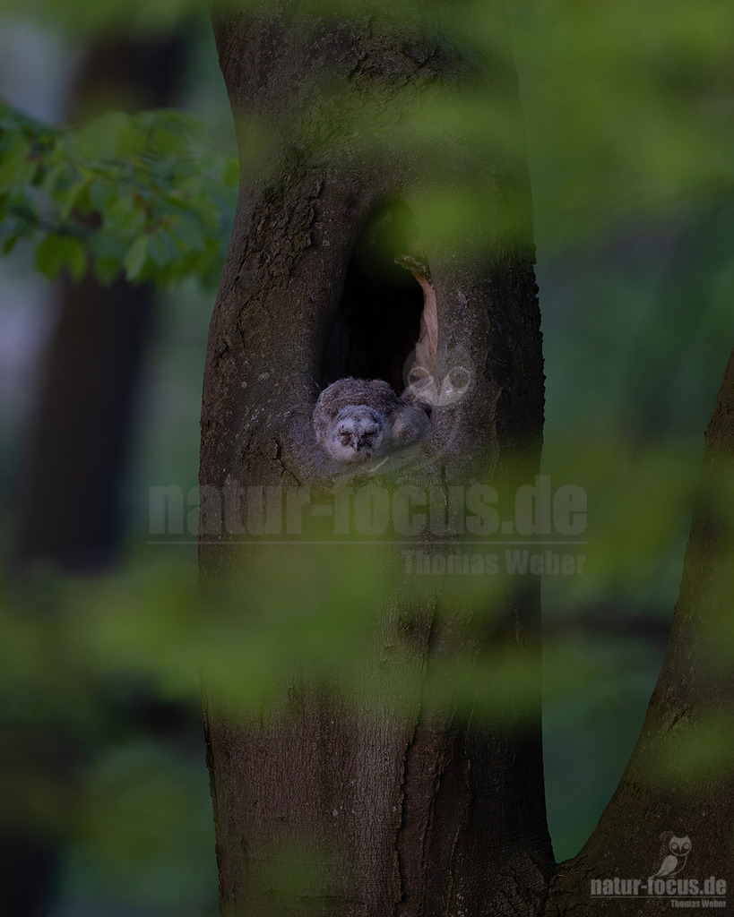 R5NF8482-2023043 | Tier, Vogel, Waldkauz, Kauz, Eule, Wald, Herbst, Laub, Farben, Herbstfarben, Strix, Nachtgreif - Realisiert mit Pictrs.com