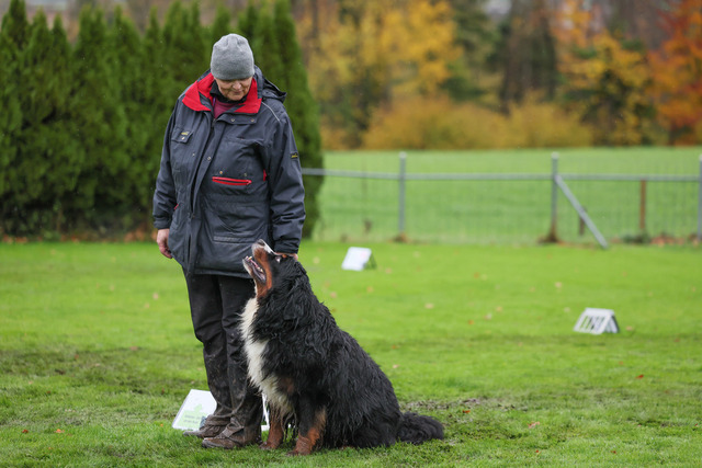 2025_Rally_Obedience_SM-264 | Ich fotografiere Hundeausstellungen, Sportanlässe, Zuchtstätten, Hundezucht, Hundeportrait, Lagotto - Realisiert mit Pictrs.com