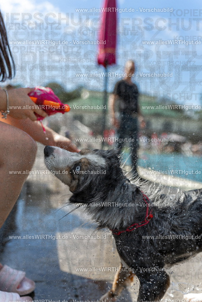 Hundeschwimmen_Volksbad_2026-allesWIRTHgut_Tierfotografie-2609061211-112148-7R500279 | Professionelle Tierfotografie in Mönchengladbach von Daniel Wirth (allesWIRTHgut). Liebevolle & natürliche Bilder von Hunden & Katzen für unvergessliche Erinnerungen.